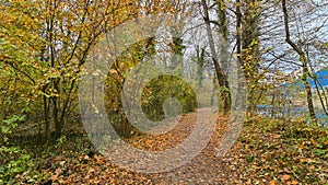 Path that passes through the forest, in autumn