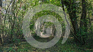 Path that passes through the forest, in autumn