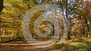 Path that passes through the forest, in autumn