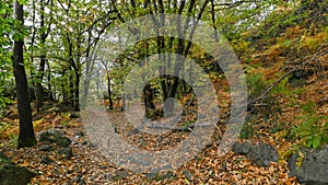 Path that passes through the forest, in autumn