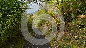 Path that passes through the forest, in autumn