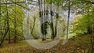 Path that passes through the forest, in autumn