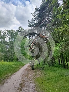 The path passes in the forest near a pine tree broken by a thunderstorm after a rain against the backdrop of green foliage .