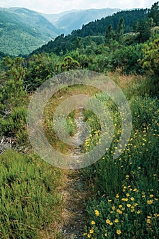 Path passing through hill covered by flowered bushes