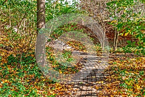 Path paved with paving stones, strewn with yellow fallen leaves photo