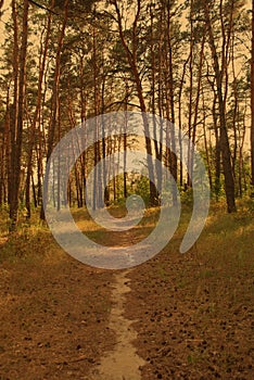 Path through a pine forest