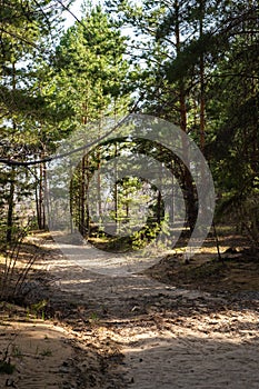 Path in the pine forest. Beautiful summer landscape with trees and sand.