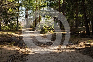 Path in the pine forest. Beautiful summer landscape with trees and sand.