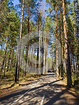 Path in a pine forest. Beautiful summer view