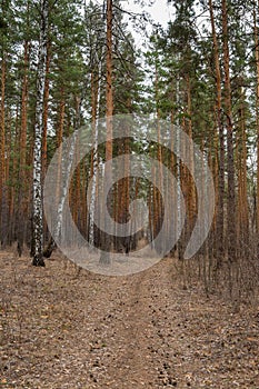 Path in the pine forest in early spring