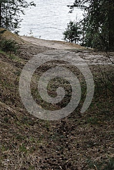 Path in a pine forest