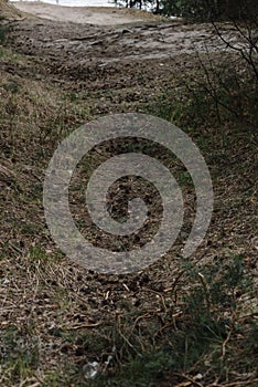 path in a pine forest leading to river