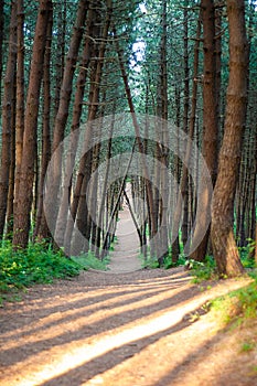 The path in the pine forest, with the plot trees