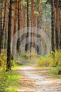 The path in a pine forest in the spring