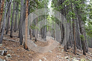 Path in  pine trees forest as a hiking trail
