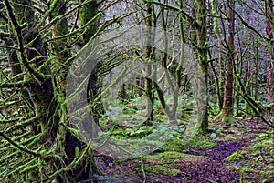 Path through pine trees (pinus)covered in Lanky moss (Rhytidiadelphus loreus) in