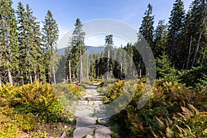 Path in Polish Beskid Mountains, hiking trail, summer lansdcape