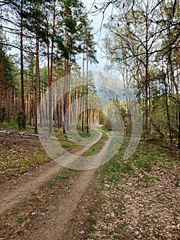 Path in Polish Forest