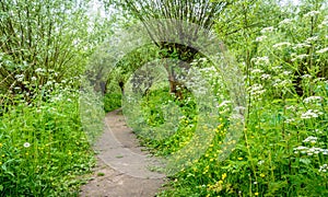 Path between pollard willow trees in springtime