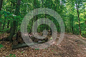 Path through primeval beech forest