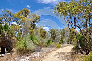Path in Protected Australian Bushland