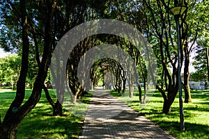 Path in Pskovsky Square in summer