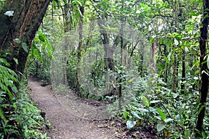 A path in the rain forest in the Jungle. Monteverde. Costa Rica.