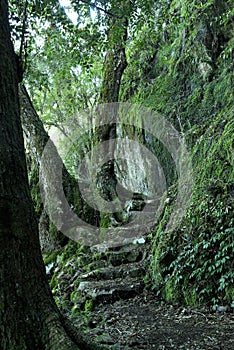 Path through the rainforest