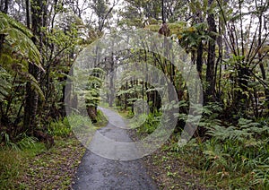 Path through the rainforest in Hawaii Volcanoes National Park.