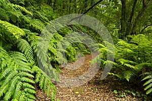 Path through the rainforest of Los Tilos on La Palma