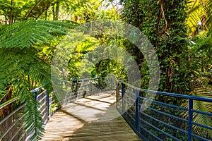 La strada attraverso foresta pluviale 