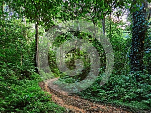 Path in a Rainforest, Usambara Mountains, Tanzania