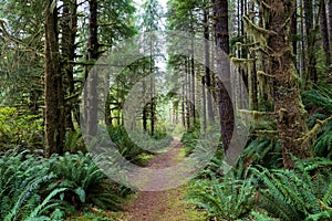 Path through the rainforest of the west coast of Vancouver Island, British Columbia, Canada