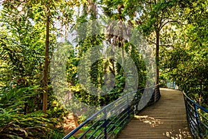 La strada attraverso foresta pluviale 