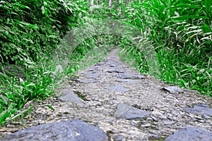 A path in the rainforests