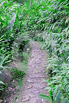 A path in the rainforests at PR
