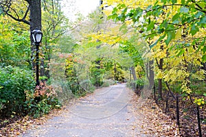 Path in the Ramble