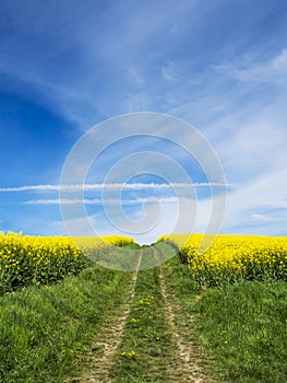 Path in rapefield with sky