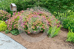 Path And Red Flowers 2