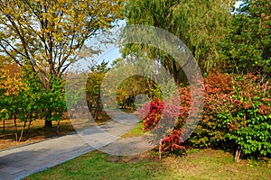 The path and red leaves