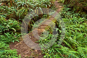 Path through redwood forest among ferns