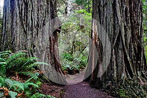 Path between redwood trees