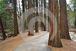 Path between redwoods in Yosemite National Park
