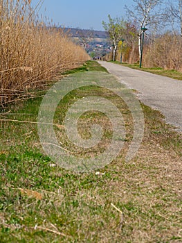 A path through the reed belt at Lake Neusiedl