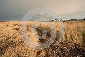 Path through the reed next to the north sea on the Island Romo in Denmark, stormy weather in winter