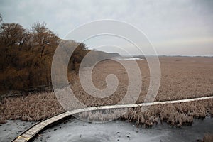 Path in reeds