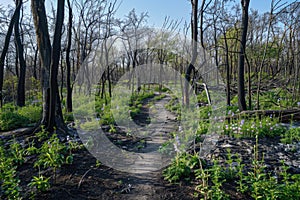 Path Through Regrowth in Forest After Wildfire with Young Green Plants