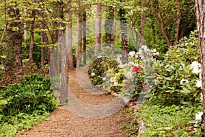 Path through rhododendra