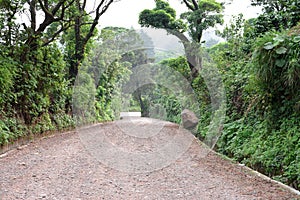 Path through rich highlands vegetation along the caffeinated com