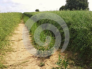 Path through ripe field